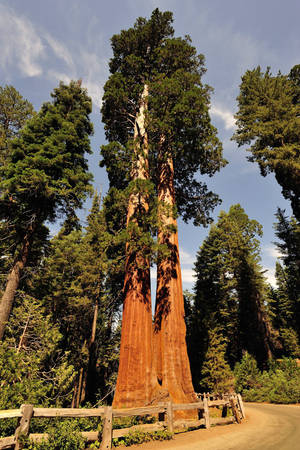 Công viên quốc gia Sequoia - Ảnh: goodfreephotos