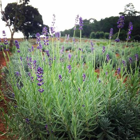hoa lavender-da-lat-ivivu-1