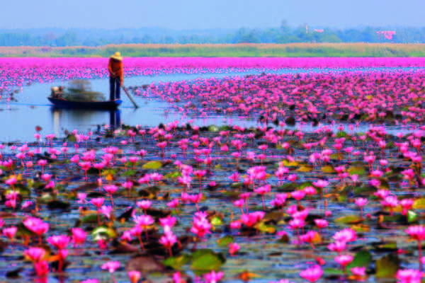 Cách Nong Khai 55 km, Udon Thani là tỉnh có nền kinh tế phát triển hơn nhưng không vì thế mà mất đi vẻ đẹp tự nhiên vốn có. Một trong số đó là Red Lotus Sea, nơi trồng hàng triệu bông hoa sen, súng, bừng nở từ tháng 11 đến tháng 2 năm sau. Khách đến đây sẽ được ngồi thuyền đi dọc lòng hồ để đến gần hơn những bông hoa rực rỡ. Ảnh: bangkok101.