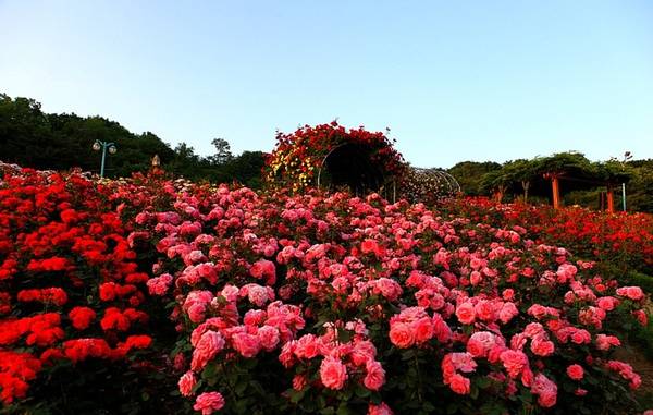 Nơi đây trồng vô vàn những giống hoa hồng tạo ra một khu vườn ngập tràn màu sắc và hương thơm.