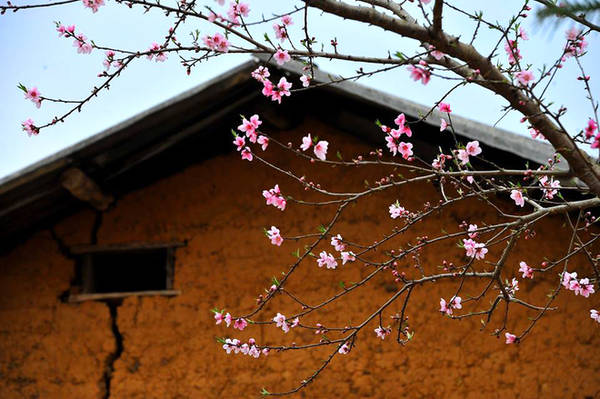 Với đồng bào người Mông ở đây, nhà nào cũng trồng ít nhất một cây đào trước ngõ, trong sân, bên tường rào. Vì thế mỗi độ xuân về hoa nở rực rỡ, màu hồng thắm càng trở nên nổi bật trên nền tường vàng, mái ngói đen thẫm phía sau.