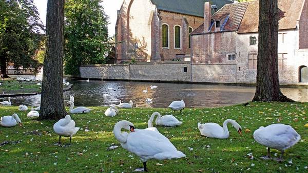 Xứ sở của thiên nga: Bruges không chỉ có kiến trúc đẹp, mà còn hài hòa giữa thiên nhiên. Nổi bật là những con thiên nga trắng đỏm dáng bơi lội trên các dòng kênh, hay những công viên xanh mướt lý tưởng cho khách bộ hành.