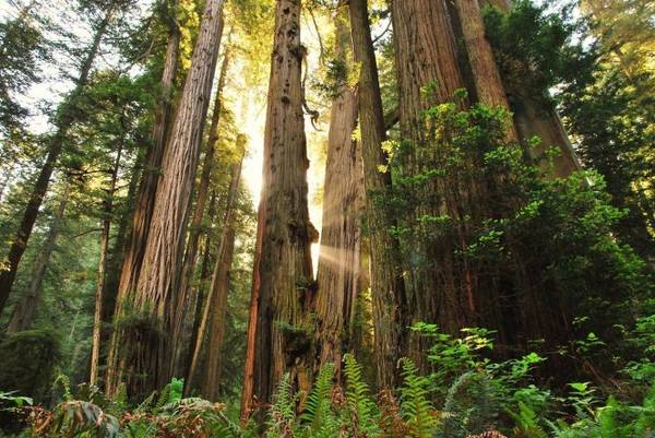 Một góc rừng Redwood - Ảnh: wp
