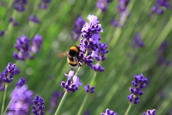 Oải hương là loài hoa có xuất xứ từ Địa Trung Hải, còn được gọi là Lavender. Mùa oải hương ở đây bắt đầu từ tháng 6 đến tháng 9, nhưng đẹp nhất là tháng 7, 8.