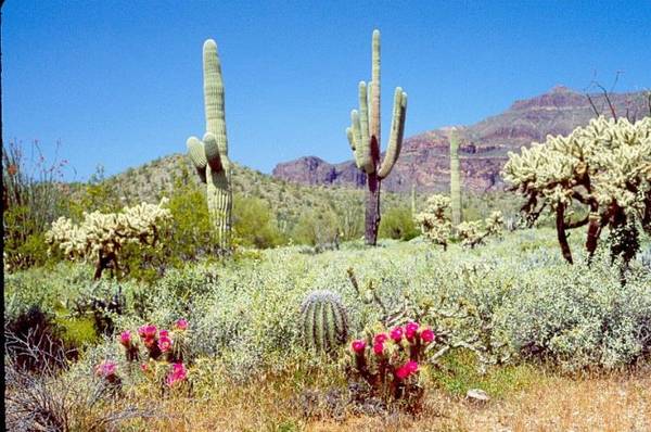 Mùa hoa xương rồng ở Saguaro diễn ra từ tháng tư đến tháng sáu - Ảnh: astroshow.com
