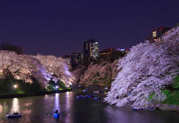 Công viên Chidorigafuchi Đây là một trong những nơi ngắm hoa anh đào đẹp nhất Tokyo với hàng trăm cây hoa nở rộ dọc theo con hào bao quanh lâu đài Edo, được thắp đèn vào ban đêm. Dù không được dã ngoại tại đây, du khách vẫn có thể tận hưởng không gian mùa xuân bằng cách đi thuyền dọc hào để ngắm nhìn hay chụp hình lưu niệm.