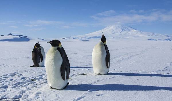 Điều mà Anthony ngạc nhiên nhất về Nam Cực là diện tích khổng lồ. Ông mới chỉ khám phá được một phần của khu vực sau 15 năm. Đây là bức ảnh chụp những vị vua vùng này - chim cánh cụt.