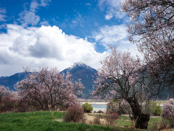 Tây Tạng là địa chỉ lý tưởng ngắm hoa, giúp du khách hòa mình với thiên nhiên. Tại đây, những cây hoa đào bừng nở trong khung cảnh trời xanh, mây trắng.