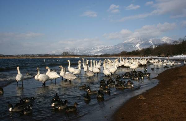 Đàn thiên nga bên hồ Inawashiro - hồ nước ngọt lớn thứ tư của Nhật Bản. 