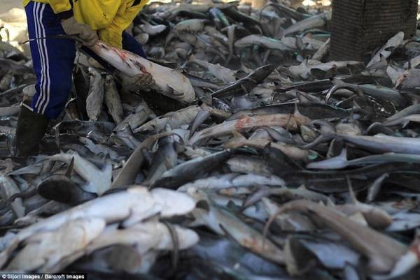 Theo Jakarta Post, Indonesia sản xuất được ít nhất 486 tấn vây cá mập khô mỗi năm. Bất chấp sự phản đối và lệnh cấm từ chính phủ, nạn đánh bắt cá mập vẫn diễn ra hàng ngày và không thể kiểm soát.