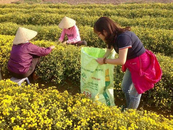 Người dân đang thu hoạch hoa cúc vàng để làm dược liệu.