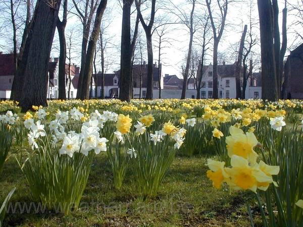 Bạn cũng có thể ghé thăm tu viện Béguinage de Bruges, nơi tràn ngập hoa và cây cối xanh tươi.