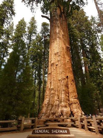Cây cù tùng General Sherman ở công viên quốc gia Yosemite được xem là cây vĩ đại nhất thế giới - Ảnh: wp