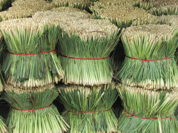 Sả cây vừa thu hoạch tại một vựa thu mua ở Tân Phú Đông - Ảnh: N.T.Đăng