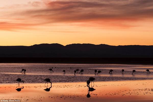 Sa mạc Atacama của Chile rộng lớn và có địa hình đa dạng. Tới khu bảo tồn quốc gia Los Flamenco, bạn sẽ thấy hồ nước đầy hồng hạc. Làn nước biến thành tấm gương phản chiếu bầu trời hoàng hôn, tạo ra ánh bạc độc đáo.