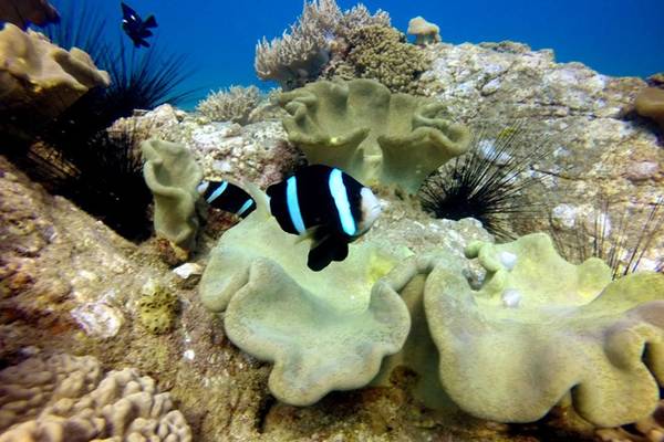 Nhím biển và nhiều loài cá trong khu bảo tồn san hô.