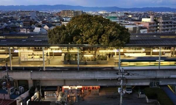 Ga Kayashima tại Neyagawa (Osaka, Nhật Bản) là một trong những nhà ga lạ lùng của Nhật Bản khi được xây quanh một cây cổ thụ lớn. Ảnh: Inhabitat. Mọc vươn khỏi mái nhà ga, cây long não khoảng 700 tuổi được biết đến với tên gọi The Big Kusu of Kayashima (cây Kusu đại thụ của Kayashima).