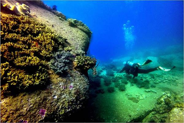 Rặng san hô và thảm cỏ biển của Hòn Cau được coi là hệ sinh thái năng suất nhất.