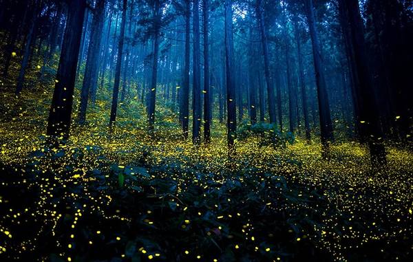 Mỗi mùa hè đến, những sinh vật kỳ diệu này lại biến các cánh rừng ở Nhật Bản trở thành sân khấu siêu đẹp để thể hiện màn trình diễn ánh sáng kỳ ảo của mình và hấp dẫn bạn tình. 