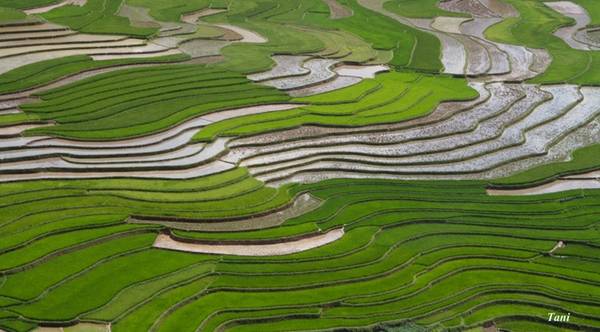 Màu nâu đất, màu loang loáng của nước cùng ánh mặt trời, màu xanh của mạ non… tạo nên một bức tranh đẹp mê mẩn trên những thửa ruộng bậc thang ở thung lũng Khau Phạ.