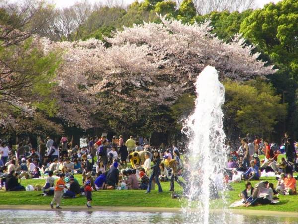 Công viên Yoyogi Với hơn 600 cây hoa anh đào, công viên Yoyogi là một địa chỉ hấp dẫn để tổ chức dã ngoại ngắm hoa. Nơi đây nổi tiếng với những buổi tụ họp của dân cosplay, hội chợ, và các ngày chủ nhật đông đúc. Hoa anh đào ở công viên Yoyogi màu đậm hơn và thường nở sớm hơn.