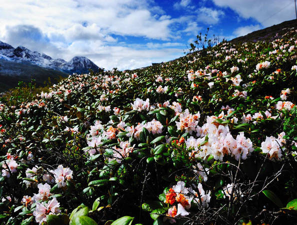 Nếu quyết định du lịch đến khu vực Tây Nam Trung Quốc, bạn nên ghé thăm Garze, tỉnh Tứ Xuyên để được ngắm vẻ đẹp tinh khiết và rực rỡ của hoa đỗ quyên trên nền trời xanh trong.