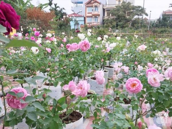 Khu vườn hoa hồng được bố trí rất khoa học.