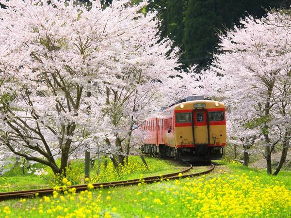 Vào tháng 4, Kyoto là một trong những nơi cho mùa hoa anh đào đẹp nhất. - Ảnh: Shige.H / Shutterstock