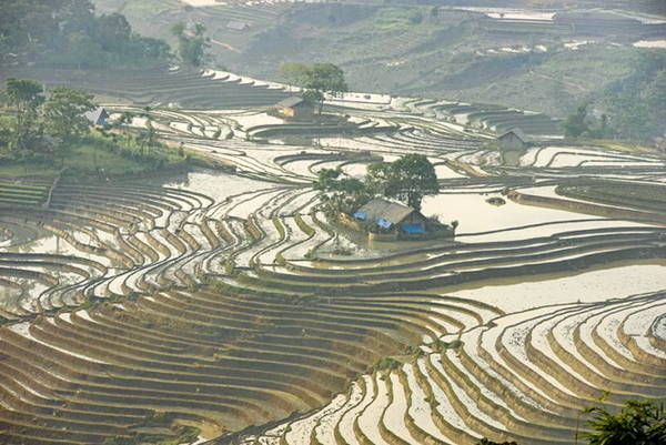 Năm nay trên địa bàn thuộc tỉnh Lào Cai có mưa nhiều vì thế các triền ruộng đã có nước sớm hơn mọi năm