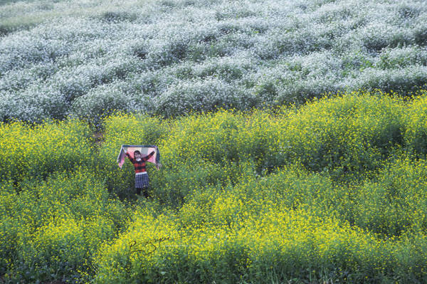 Du khách chụp ảnh trong vườn hoa cải và hoa tam giác mạch - Ảnh: Nguyễn Vũ Phước
