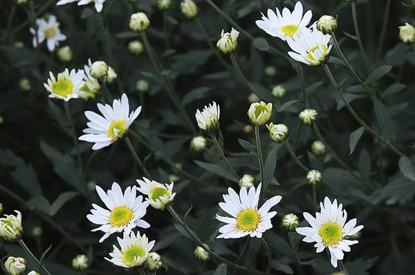 Cúc họa mi là loài hoa nhỏ thường mọc hoang, cánh hoa trắng ngần, hương thơm ngai ngái, chỉ nở một mùa duy nhất trong thời gian rất ngắn, khoảng 2 tuần rồi hết.