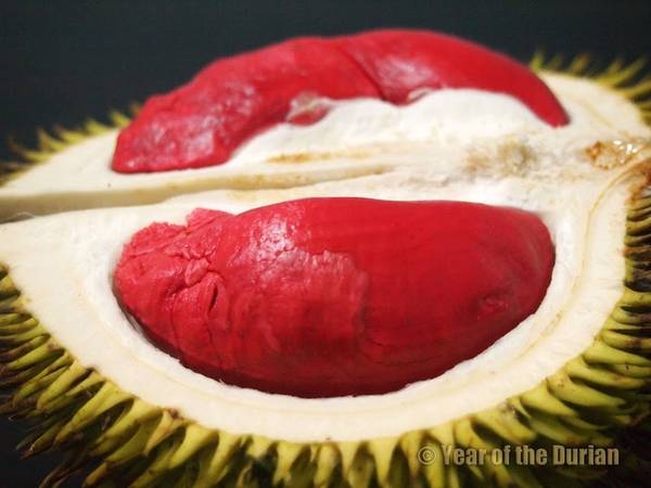 Sầu riêng được mệnh danh là “Vua của các loại trái cây” ở Malaysia với vị thơm ngon hơn hẳn các nước khác. Tuy nhiên do khá “nặng mùi” nên nó thường bị cấm tại các khách sạn lớn. Ngoài ra, Malaysia còn sở hữu sầu riêng ruột đỏ đặc trưng hiếm thấy (Udang Merah). Ảnh: Year of the durian.
