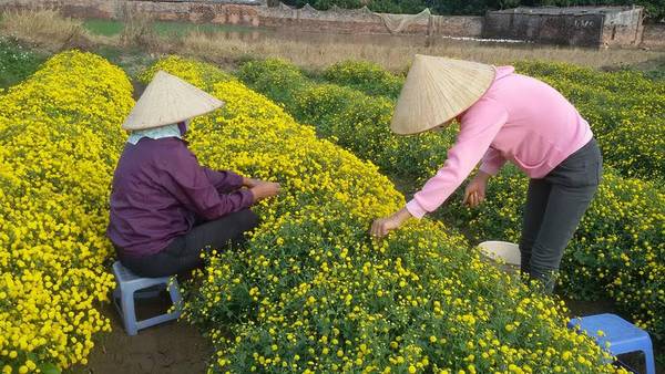 Vườn hoa cúc vàng rực được trồng làm dược liệu ở Văn Lâm, Hưng Yên đang làm những người yêu hoa nức lòng trong những ngày gần đây.