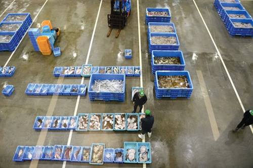 Một góc bày bán các loại hải sản quý hiếm được đánh bắt trong ngày ở chợ cá lớn nhất thế giới Ishinomaki.