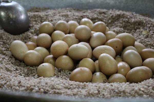 Trứng gà ủ muối: Sau khi chọc một lỗ nhỏ trên trứng, người dân tộc Lê vùi trứng vào trong muối rang nóng với thảo mộc. Hơi nóng của muối sẽ làm chín trứng. 