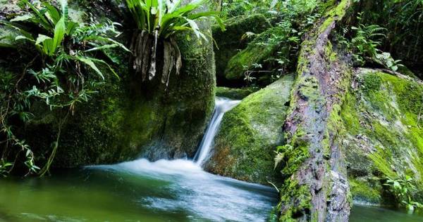 Rừng mưa Daintree - Ảnh: travelcairns