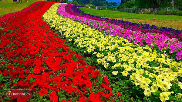 Yamagata là xứ sở của những cánh đồng hoa