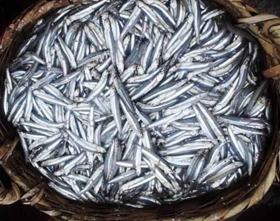 Cá cơm than, nguyên liệu chính làm nên vị ngọt nguyên chất nước mắm Nam Ô - Ảnh: Tthanh Ly