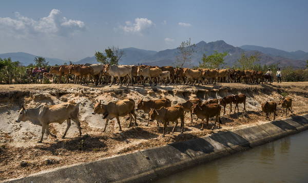Đàn gia súc thong thả đi dọc hồ Lanh Gia trên đoạn đường mới. Ảnh: Phước Vinh