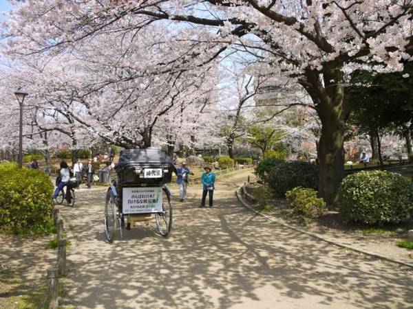 Công viên Sumida Đây là nơi ngắm hoa nổi tiếng khác, khu vực đông khách dạo chơi nhất là giữa cầu Azumabashi và Sakurabashi. 640 cây hoa anh đào nằm dọc bên sông hướng ra góc nhìn Tokyo Skytree, khi đêm xuống được thắp sáng lung linh tạo không gian lãng mạn.