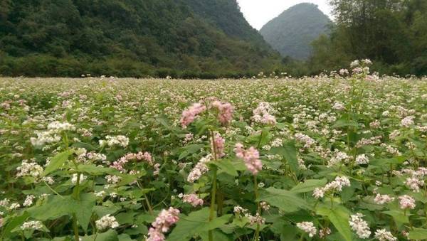 Vườn hoa tam giác mạch này nằm trong khu du lịch sinh thái Thung Nham, Ninh Bình. Từ tháng 11, lứa hoa tam giác mạch đầu tiên ở đây đã bung nở thu hút rất nhiều du khách đến tham quan. Ảnh: Mít Một Mẩu.