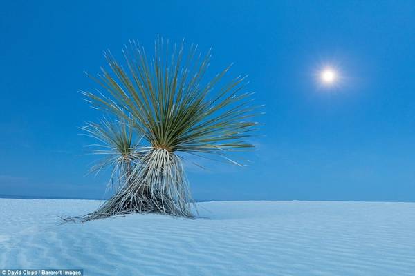 Một cây yucca trên sa mạc ở khu tưởng niệm quốc gia White Sand, Alamogordo, bang New Mexico.