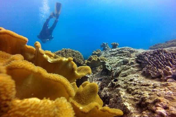 Bạn chỉ cần lặn xuống vài mét là có thể dễ dàng chiêm ngưỡng rặng san hô đa dạng và rất nhiều màu sắc nơi đây.