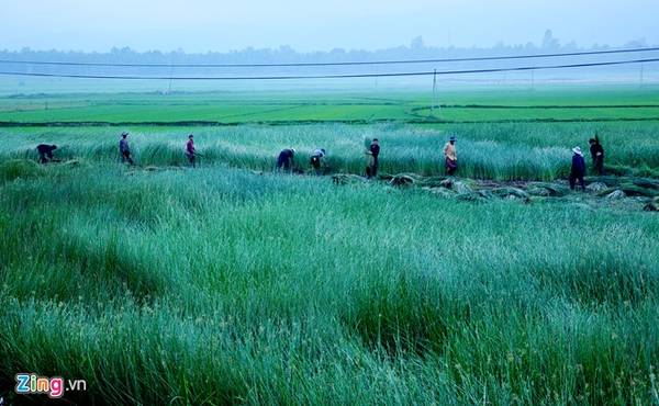 Người dân thu hoạch cói trên cánh đồng xanh mướt bên quốc lộ 1 ở xã Hoài Châu Bắc, huyện Hoài Nhơn. 