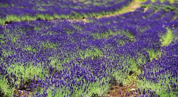 Oải hương – loài hoa nổi tiếng ở Florence (Pháp) đã được trồng tại Hokkaido, Nhật Bản hơn nửa thế kỷ trước. Khi xưa, hoa được trồng chủ yếu để lấy tinh dầu hay sản xuất xà bông. Nhưng nay, những cánh đồng hoa chủ yếu để phục vụ khách du lịch tham quan.