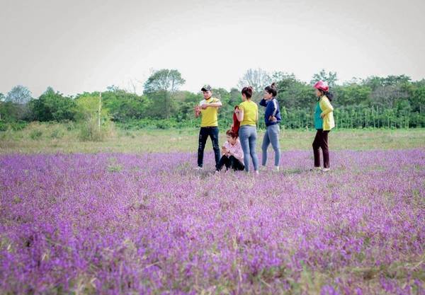Do lượng người kéo đến chụp hình ngày một đông nên cánh đồng hoa tím cũng đang đứng trước nguy cơ bị du khách giẫm nát.