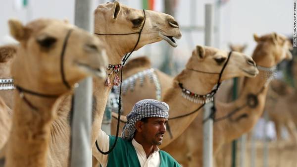 10. Chợ lạc đà Al Ain: Cách ốc đảo không xa là chợ lạc đà Al Ain. Du khách có thể đi xung quanh để tham quan, nhìn ngắm hoặc thậm chí là vuốt ve những con vật.