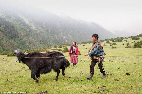 Vào những tháng mùa hè, người Brokpa sống du cư, di chuyển tới các vùng đất thích hợp để chăn thả gia súc.