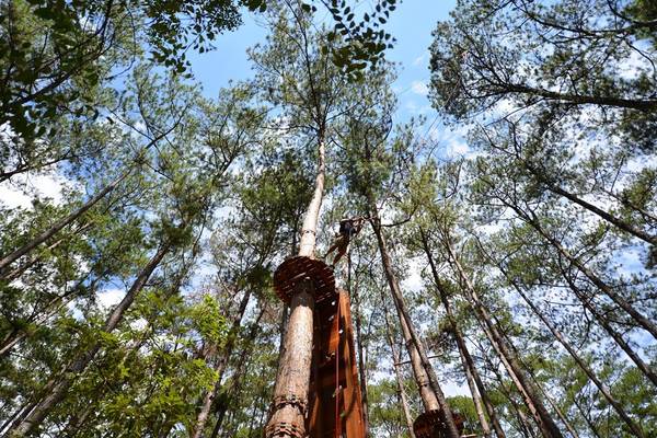 Những cây thông to khỏe nhất của khu rừng này được các chuyên gia Pháp chọn lựa, đo sức chịu đựng trước khi gắn lên thân cây những sợi dây cáp có khả năng chịu lực đến 2 tấn và nhiều thiết bị hỗ trợ an toàn khác. 