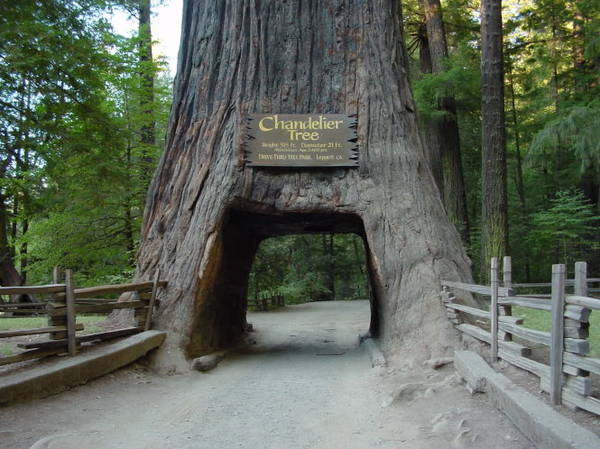 Một con đường xuyên thân cây trong rừng Redwood - Ảnh: pinterest